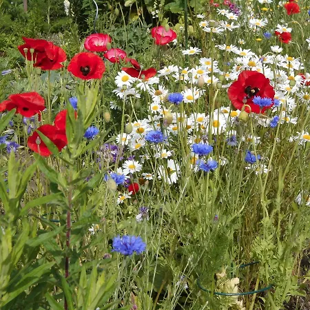 2 Bei Familie Saupe *